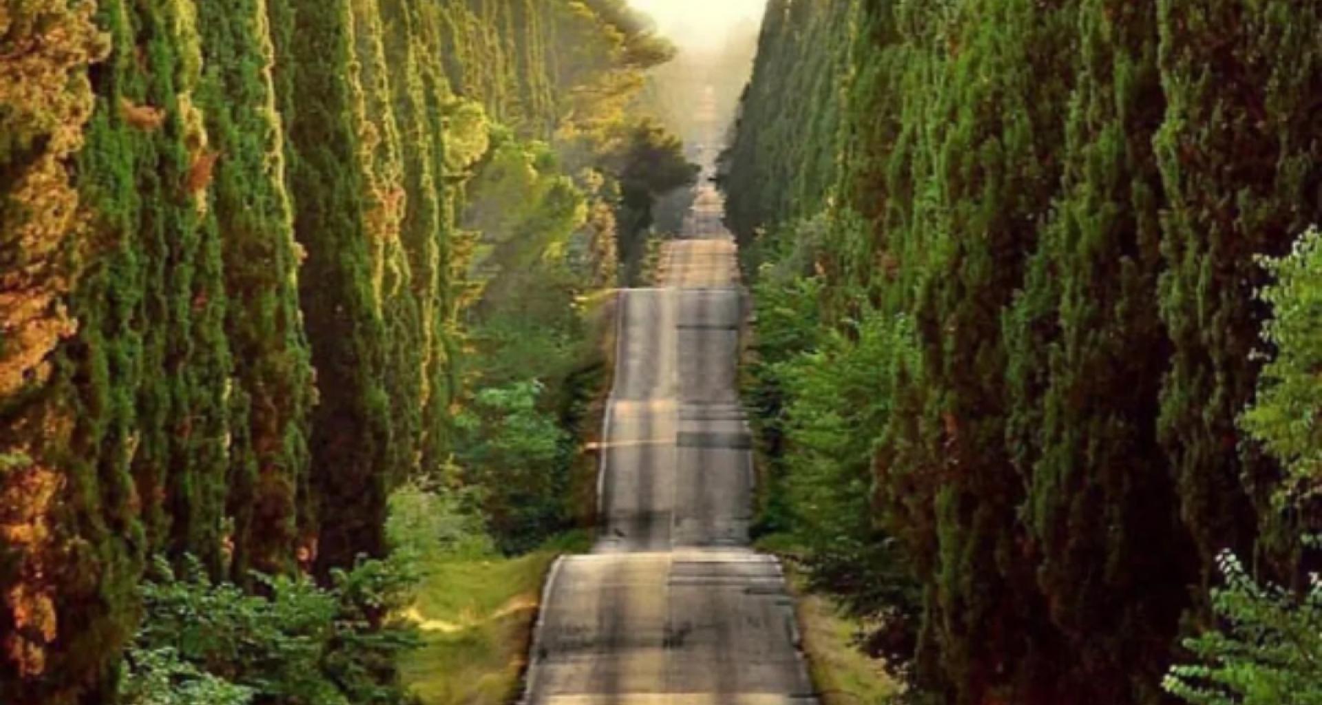 Tour guidati Bolgheri