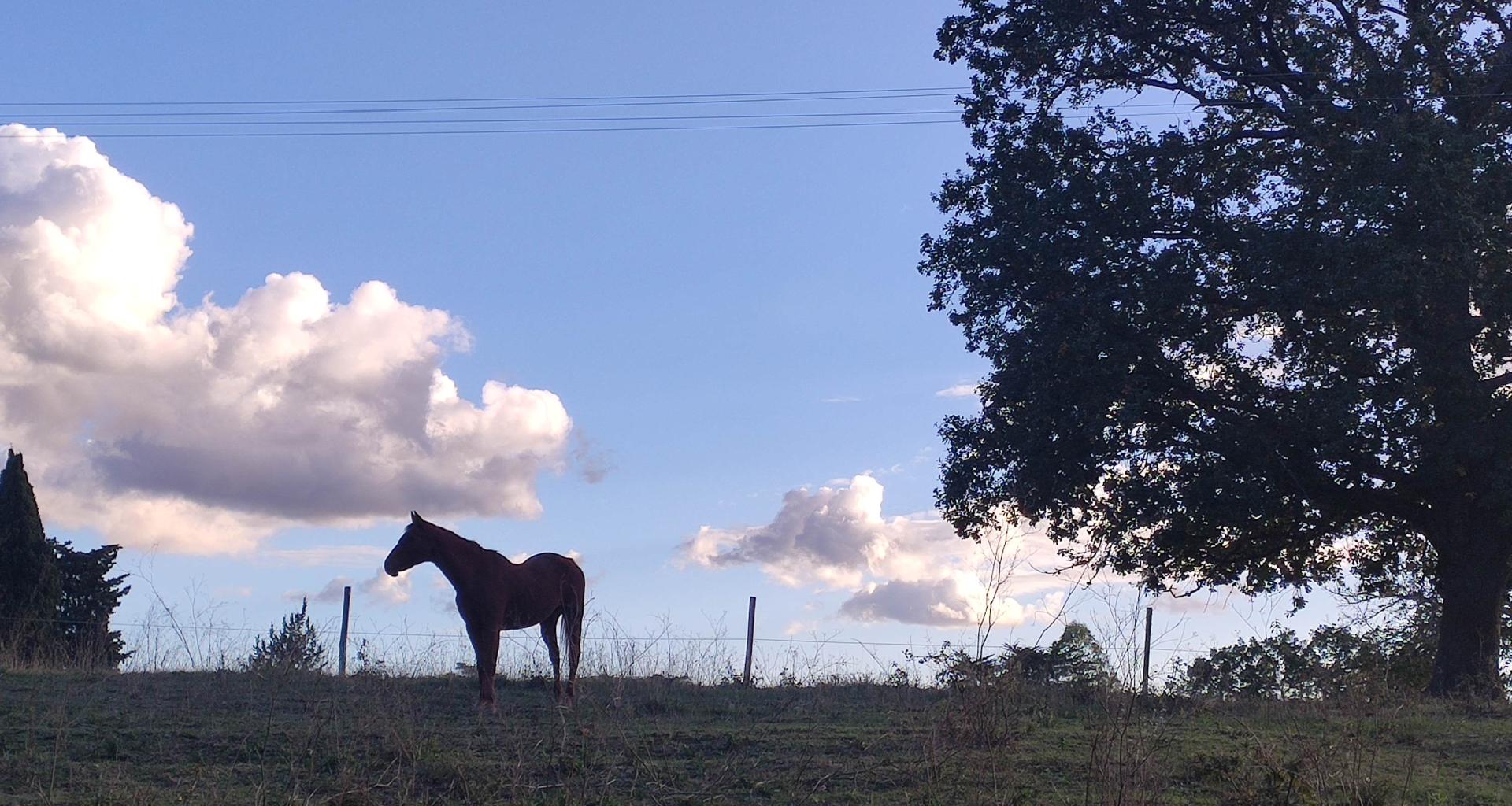 passeggiate a cavallo vicino Bolgheri