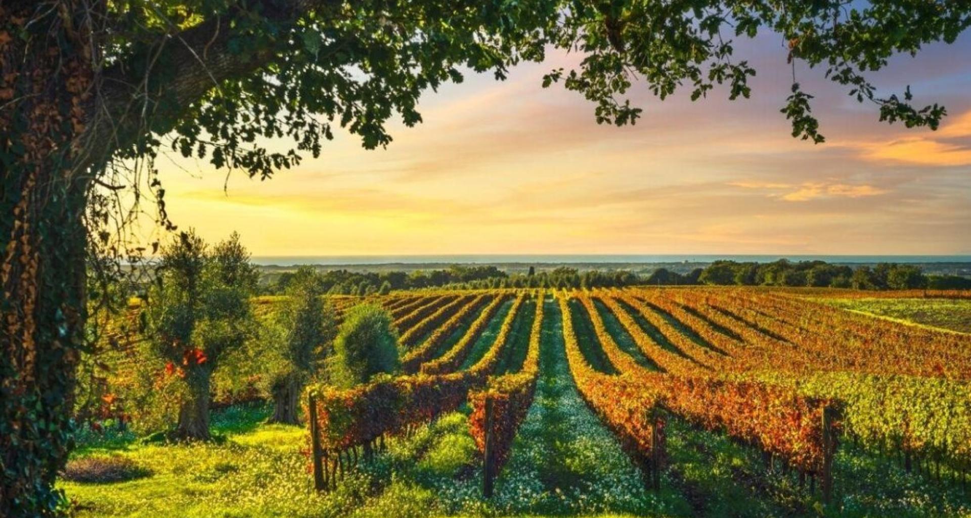 visite alle vigne Bolgheri